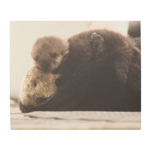 Cutest Baby Animals Newborn Otter Pup Metal Print