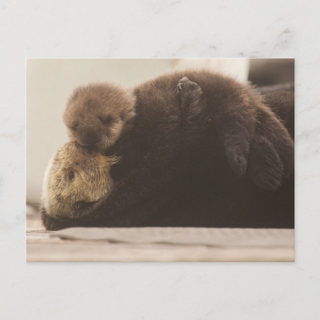 Cutest Baby Animals | Newborn Otter Pup Postcard (Front)