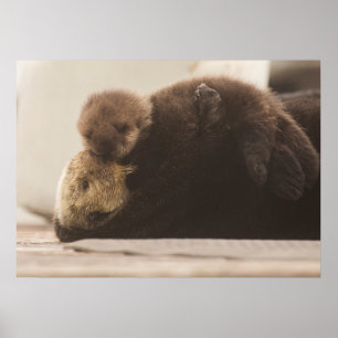 Cutest Baby Animals Newborn Otter Pup Poster