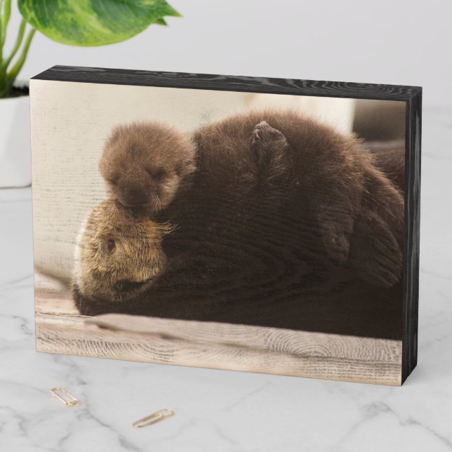 Cutest Baby Animals | Newborn Otter Pup Wooden Box Sign (In Situ Horizontal)