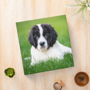 Cutest Baby Animals Newfoundland Puppy 3 Ring Binder
