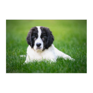 Cutest Baby Animals Newfoundland Puppy Acrylic Print