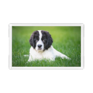 Cutest Baby Animals Newfoundland Puppy Acrylic Tray