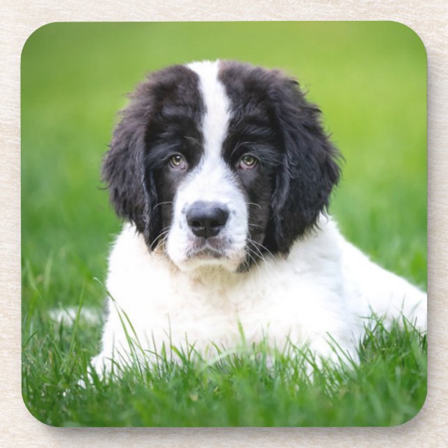 Cutest Baby Animals | Newfoundland Puppy Beverage Coaster (Front)