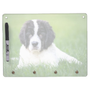 Cutest Baby Animals Newfoundland Puppy Dry Erase Board With Keychain Holder
