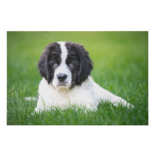 Cutest Baby Animals   Newfoundland Puppy Faux Canvas Print