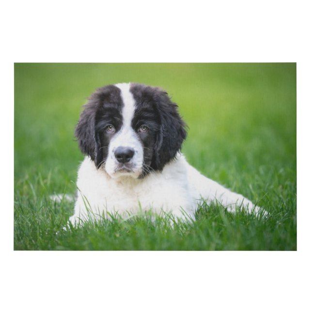 Cutest Baby Animals | Newfoundland Puppy Faux Canvas Print (Front)