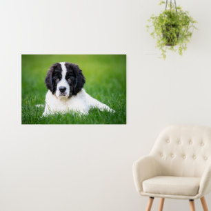 Cutest Baby Animals Newfoundland Puppy Foam Board