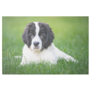 Cutest Baby Animals Newfoundland Puppy Gallery Wrap