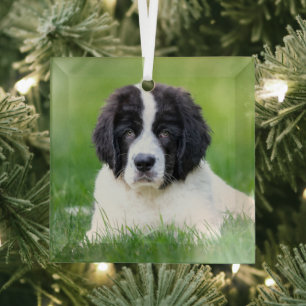 Cutest Baby Animals Newfoundland Puppy Glass Ornament