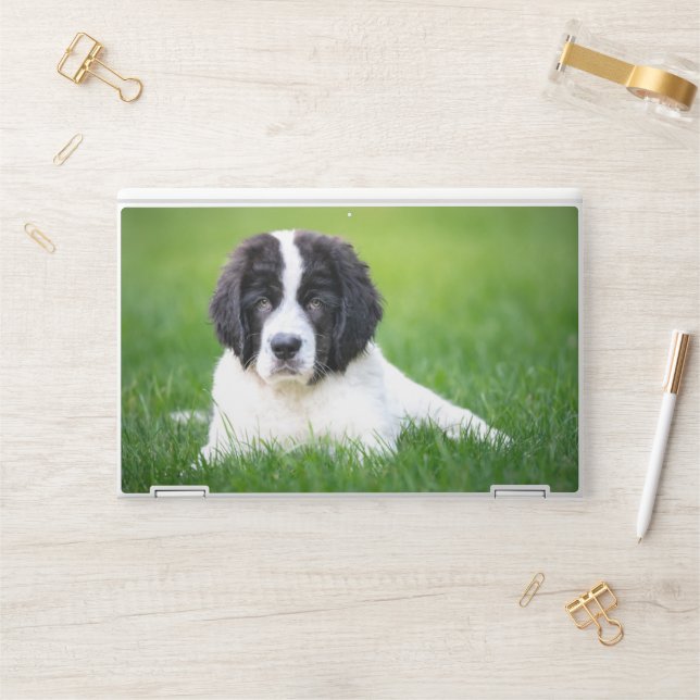 Cutest Baby Animals | Newfoundland Puppy HP Laptop Skin (Desk)