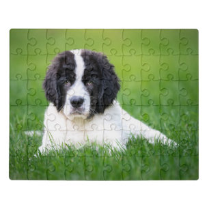 Cutest Baby Animals   Newfoundland Puppy Jigsaw Puzzle