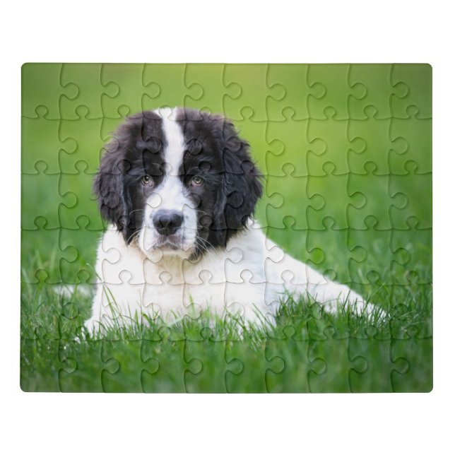 Cutest Baby Animals | Newfoundland Puppy Jigsaw Puzzle (Puzzle Horizontal)