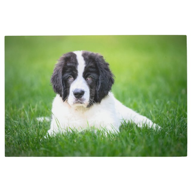Cutest Baby Animals | Newfoundland Puppy Metal Print (Front)