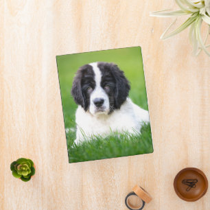 Cutest Baby Animals Newfoundland Puppy Mini Binder
