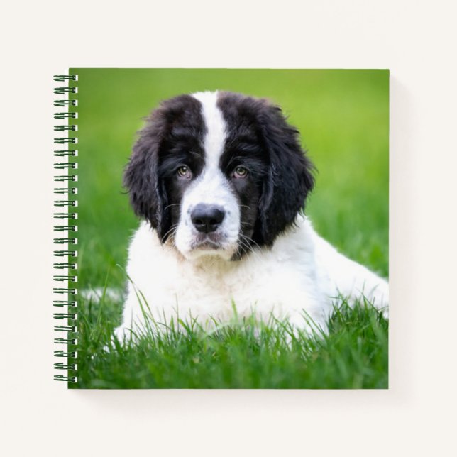 Cutest Baby Animals | Newfoundland Puppy Notebook (Front)