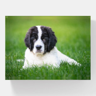 Cutest Baby Animals Newfoundland Puppy Paperweight