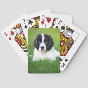 Cutest Baby Animals   Newfoundland Puppy Poker Cards