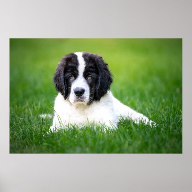 Cutest Baby Animals | Newfoundland Puppy Poster (Front)