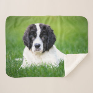 Cutest Baby Animals Newfoundland Puppy Sherpa Blanket