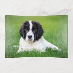 Cutest Baby Animals Newfoundland Puppy Trinket Tray