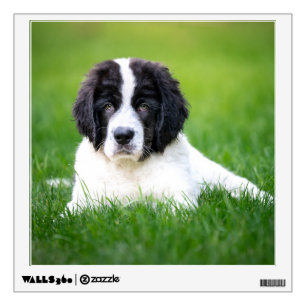 Cutest Baby Animals Newfoundland Puppy Wall Decal