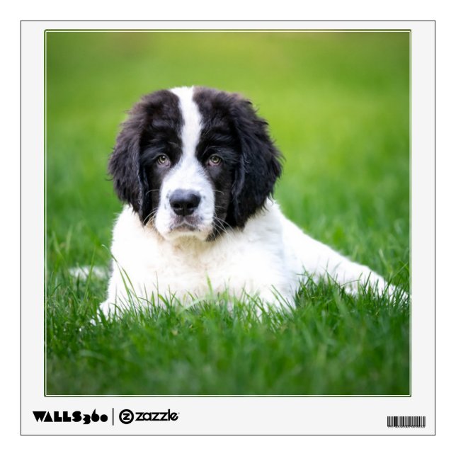 Cutest Baby Animals | Newfoundland Puppy Wall Decal (Front)