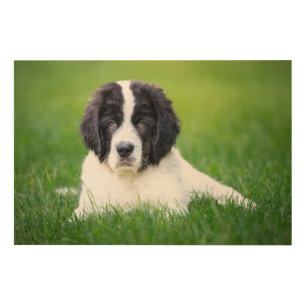 Cutest Baby Animals Newfoundland Puppy Wood Wall Art