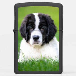 Cutest Baby Animals Newfoundland Puppy Zippo Lighter