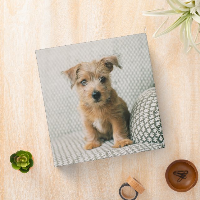 Cutest Baby Animals | Norfolk Terrier Puppy 3 Ring Binder (In Situ)