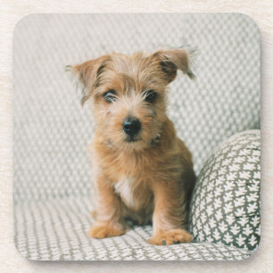 Cutest Baby Animals Norfolk Terrier Puppy Beverage Coaster