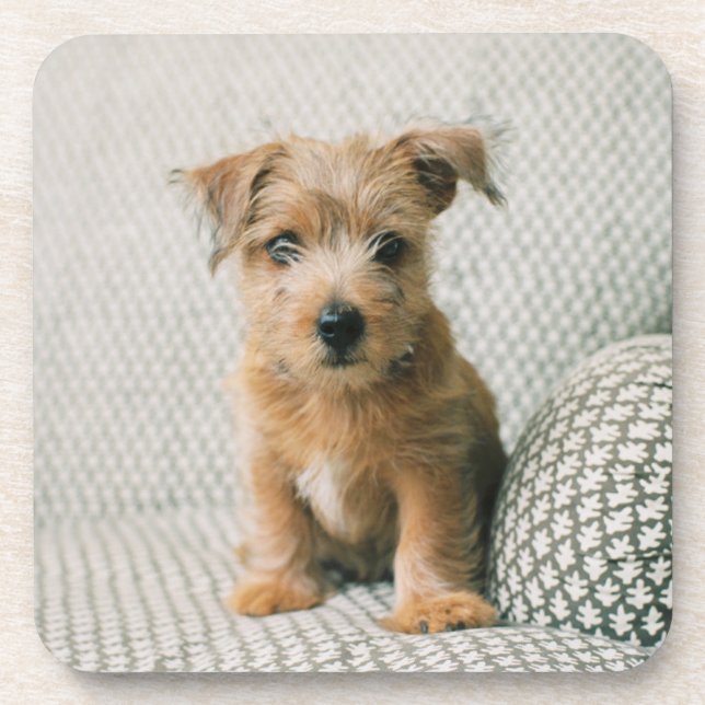 Cutest Baby Animals | Norfolk Terrier Puppy Beverage Coaster (Front)
