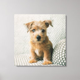 Cutest Baby Animals | Norfolk Terrier Puppy Canvas Print