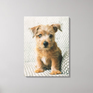 Cutest Baby Animals Norfolk Terrier Puppy Canvas Print