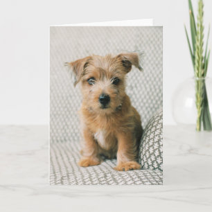 Cutest Baby Animals Norfolk Terrier Puppy Card