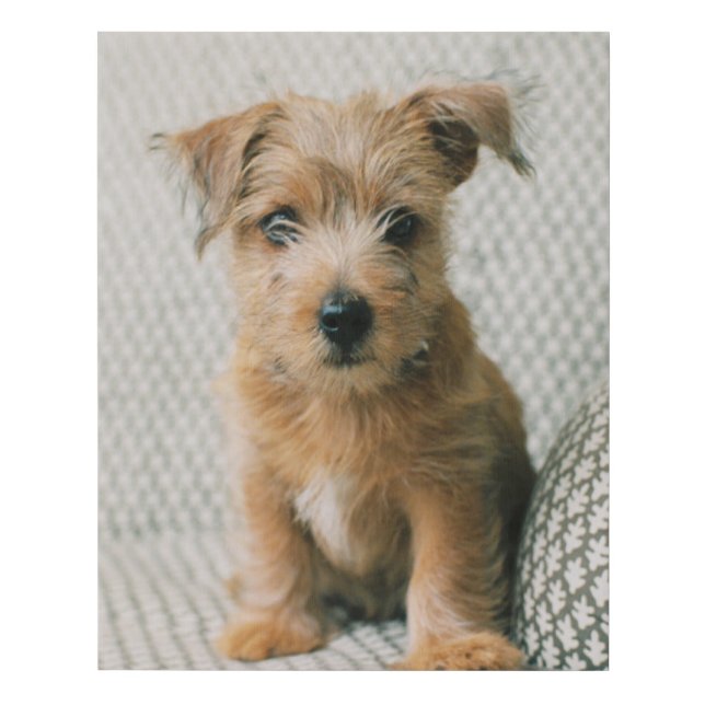 Cutest Baby Animals | Norfolk Terrier Puppy Faux Canvas Print (Front)