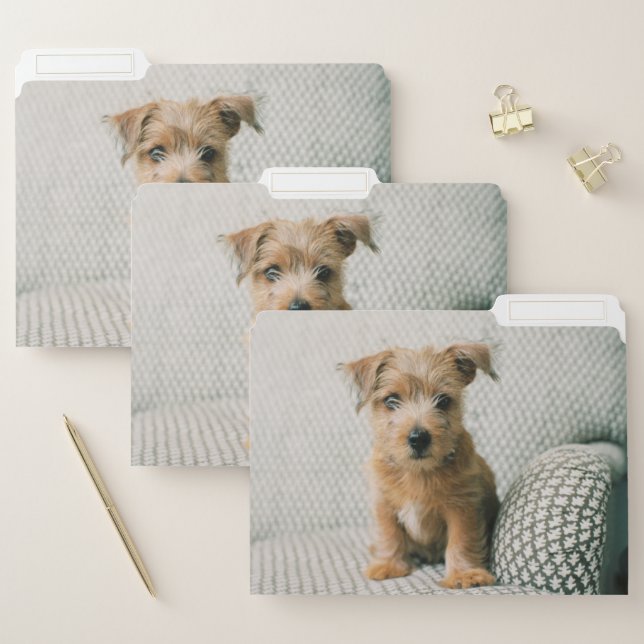 Cutest Baby Animals | Norfolk Terrier Puppy File Folder (Set)