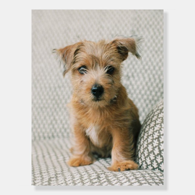 Cutest Baby Animals | Norfolk Terrier Puppy Foam Board (Front)