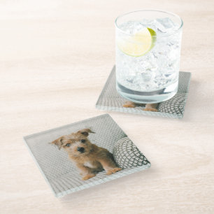 Cutest Baby Animals   Norfolk Terrier Puppy Glass Coaster