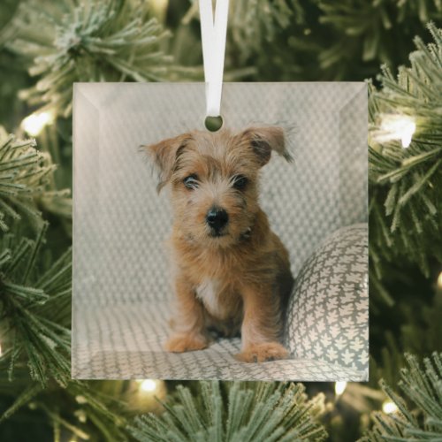 Cutest Baby Animals  Norfolk Terrier Puppy Glass Ornament