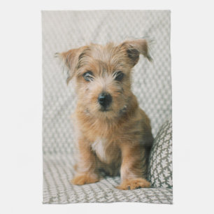 Cutest Baby Animals Norfolk Terrier Puppy Kitchen Towel