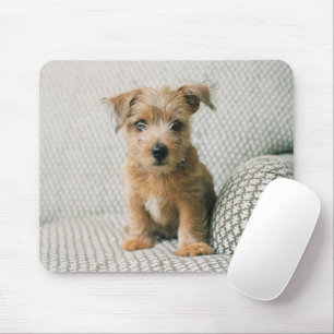 Cutest Baby Animals   Norfolk Terrier Puppy Mouse Pad