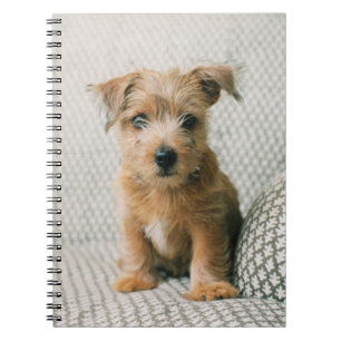 Cutest Baby Animals Norfolk Terrier Puppy Notebook