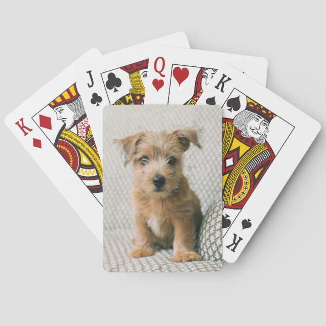 Cutest Baby Animals | Norfolk Terrier Puppy Poker Cards (Back)