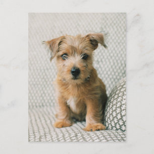 Cutest Baby Animals Norfolk Terrier Puppy Postcard