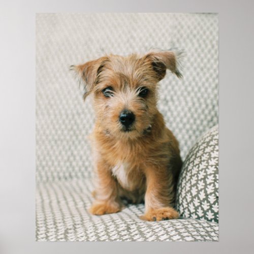Cutest Baby Animals  Norfolk Terrier Puppy Poster