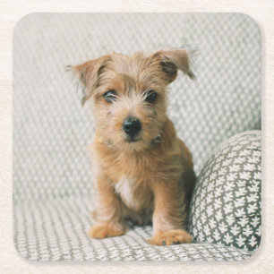 Cutest Baby Animals Norfolk Terrier Puppy Square Paper Coaster
