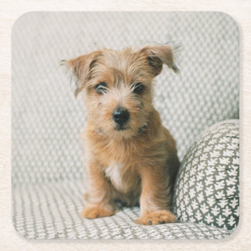 Cutest Baby Animals  Norfolk Terrier Puppy Square Paper Coaster