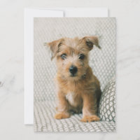 Cutest Baby Animals | Norfolk Terrier Puppy