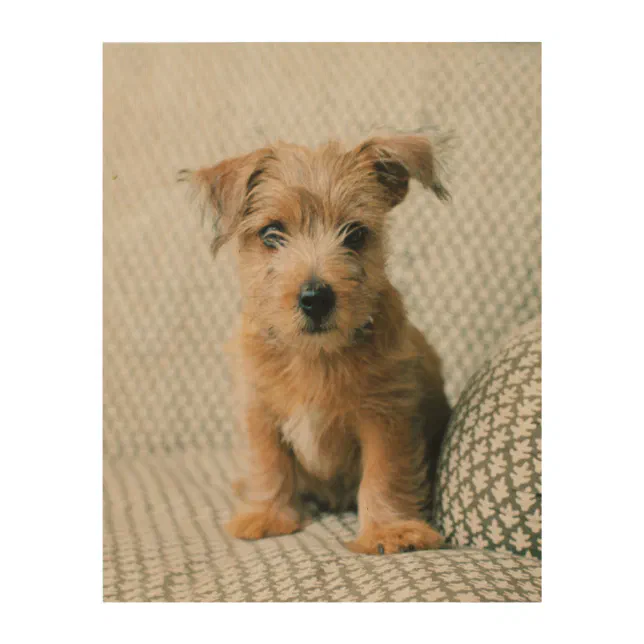 Cutest Baby Animals Norfolk Terrier Puppy Wood Wall Art Zazzle